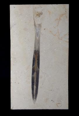 Hibolithes sp. (MONTFORT 1808) - Bild © FossNet FossilienStore